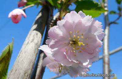 ciliegio prunus avium kanzan amanogawa accolade pissardii rose lavanda tarassaco erbe officinali sali aromatici confetture ed altro alla fattoria didattica dell'ortica a Savigno Valsamoggia Bologna in Appennino vicino Zocca