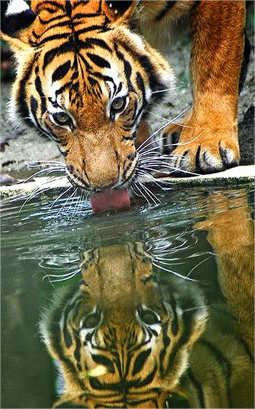 Live Wallpaper App: เสือวอลเปเปอร์Tiger Wallpaper