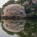 貯水池の一本桜～頓田貯水池@若松区頓田