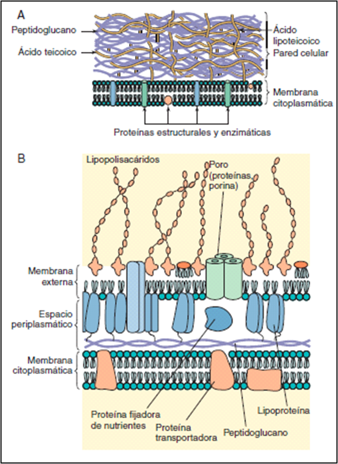 Microbiologia Para Instrumentador Quirurgico 2016