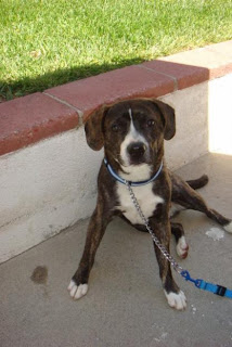 Beagle Boxer: Beagle Boxer
