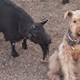 Excited goat gets unnoticed by a dog - this can cause you to laugh! (VIDEO)