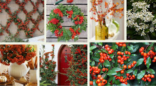 PYRAKANTHOS Pyracantha