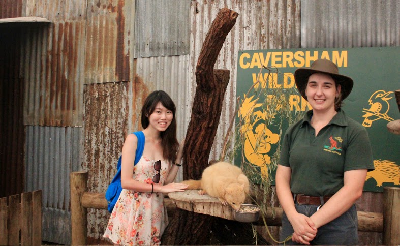Caversham Wildlife Park Perth Kangaroos Koalas Close To Them