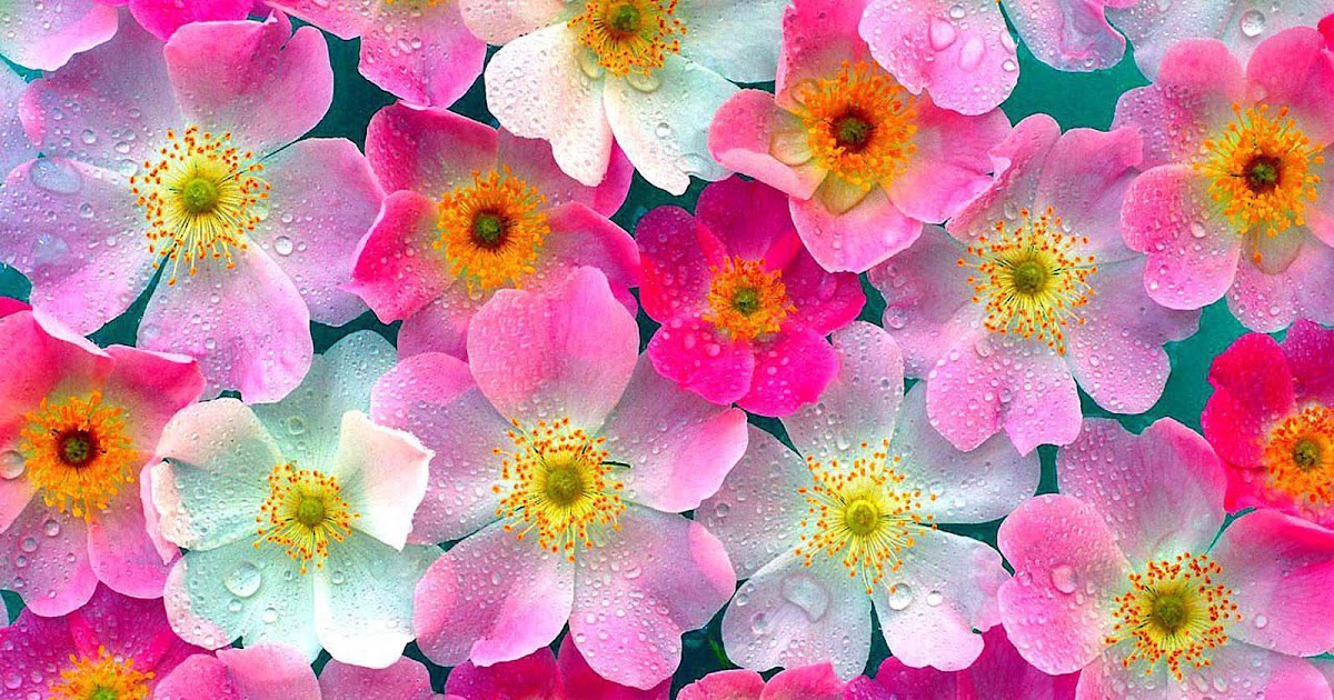  Gambar  Gambar  Bunga  Berwarna  Merah  Muda