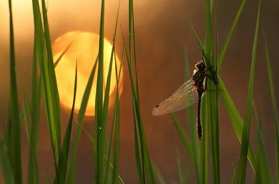 Download Some Awesome Chrome OS Wallpapers Dragon Fly & Sun
