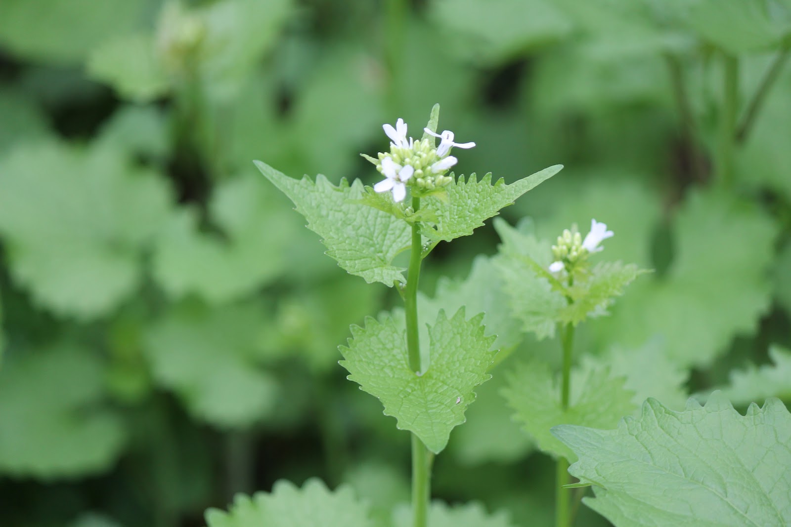 Found on the Trail Garlic Mustard