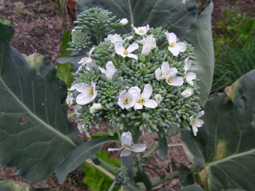 Garden amateur How not to grow broccoli