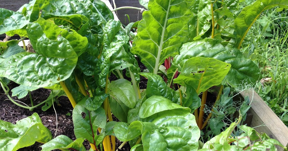 How To Live Well Greens for Bunnies