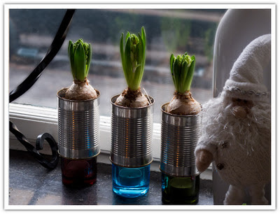 Hyacinter i konservburkar, bild 2