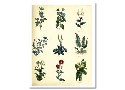 Download Printable Herb Painting Motifs Detail preview