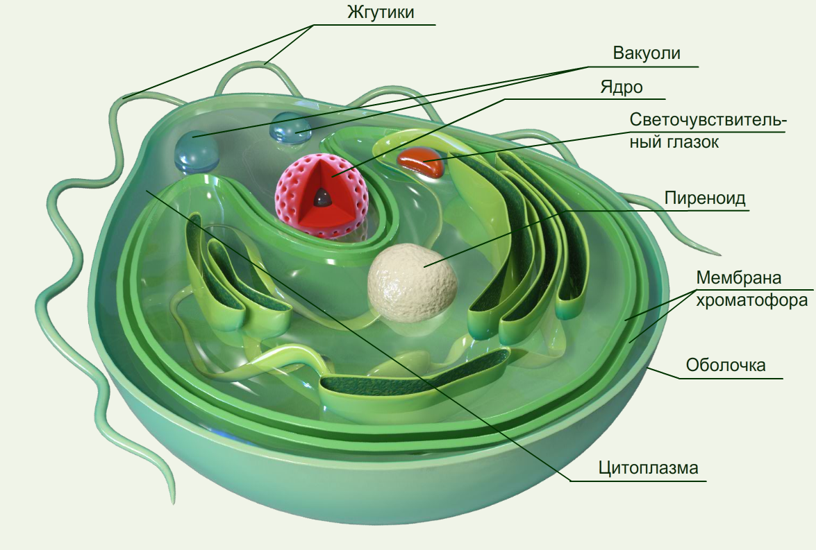Строение водоросли хламидомонады. Строение клетки Chlamydomonas. Органоиды одноклеточных водорослей. Строение клетки водоросли.