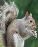 Short essay on squirrel image