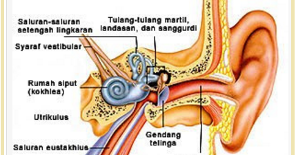 Bagian Telinga Fungsi Urutan Proses Mendengar Dan Gangguan Telinga Materi Ajar Sd Smp Sma
