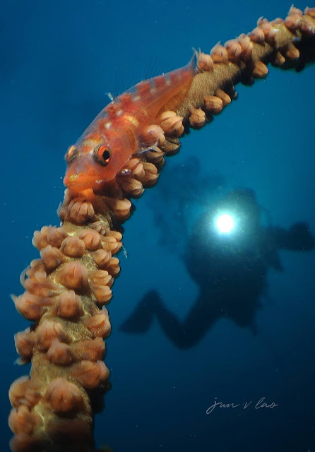 Scuba Diving, Underwater Photography, Anilao, Jun V Lao