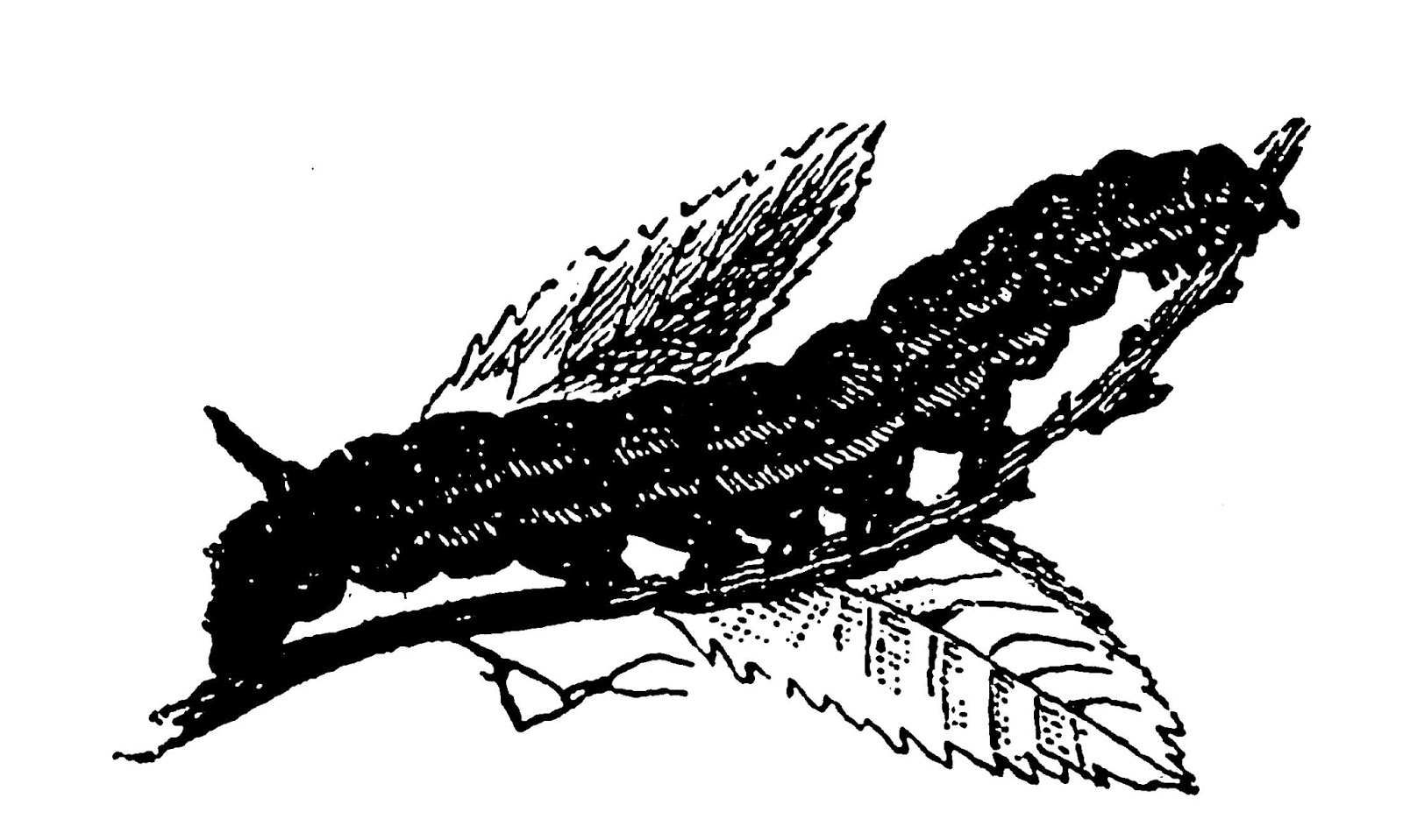 insect drawings clip art - photo #36
