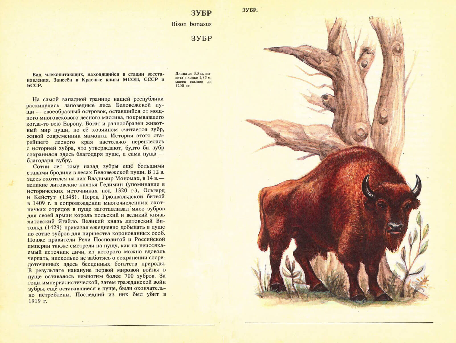 Читать огромные рассказы. Рассказ о Зубре. ЗУБР И Бизон отличия. Отличие бизона от зубра. Рассказ о Бизоне.