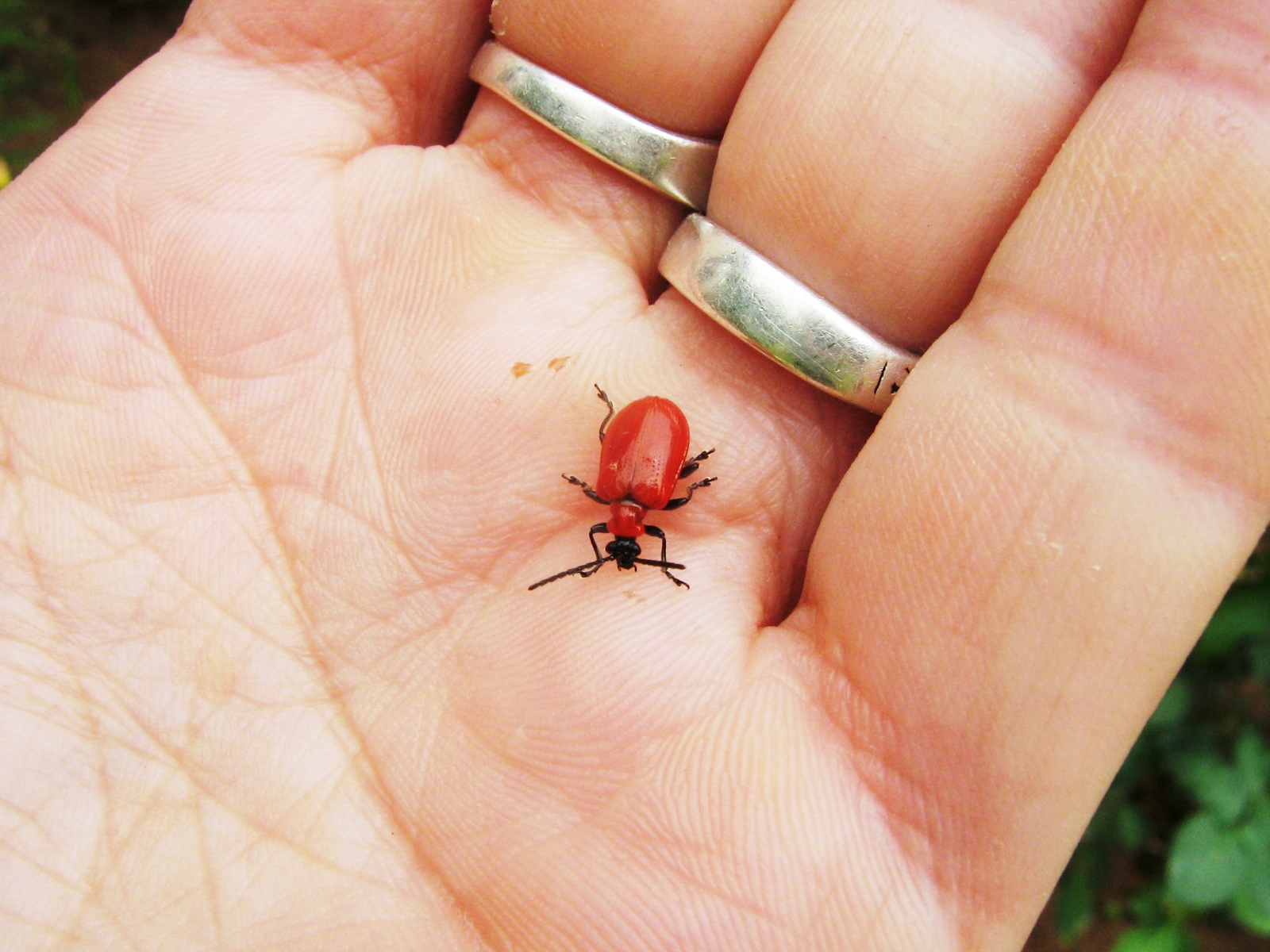 Blind Love Gandacul Rosu Al Crinului Scarlet Lily Beetle
