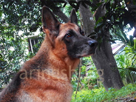 aringsburgkennel.blogspot.com/2015/08/how-i-brought-rechie-back-to-main.html