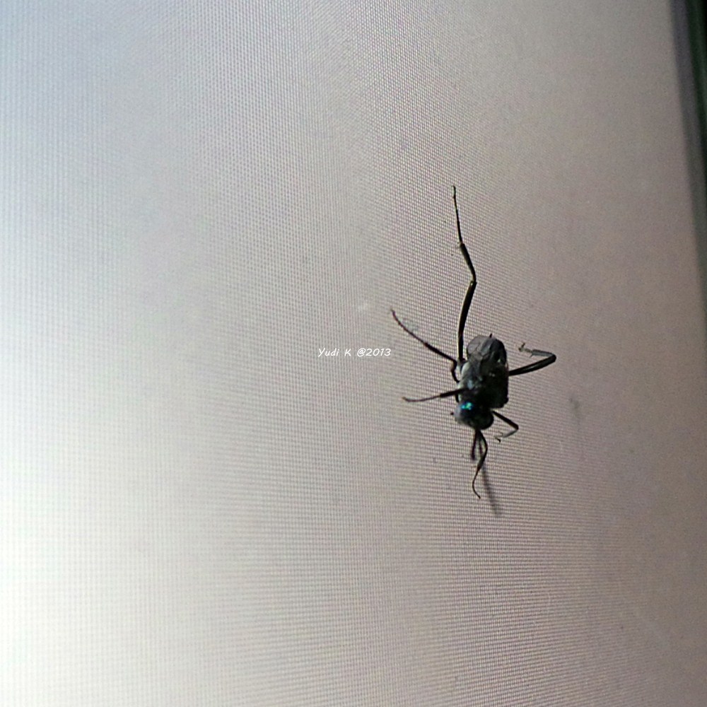 An Insect on My Laptop Screen