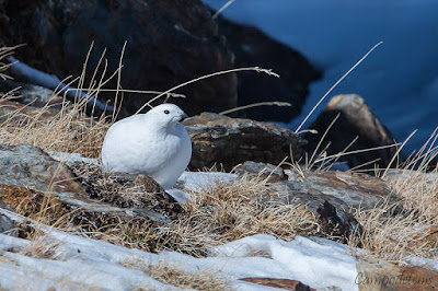 Perdiz nival (Lagopus muta)