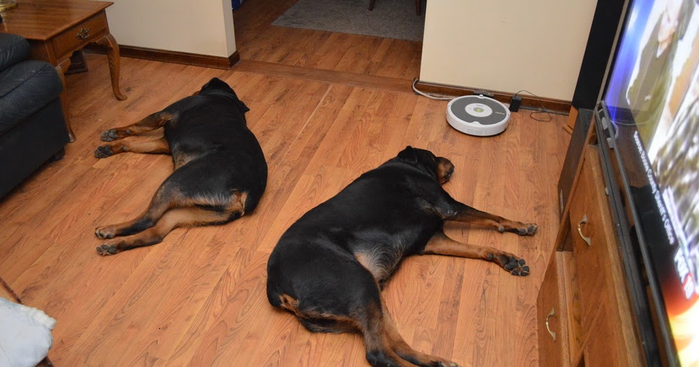 Living with Rottweilers: Rottweilers, heads and tails.