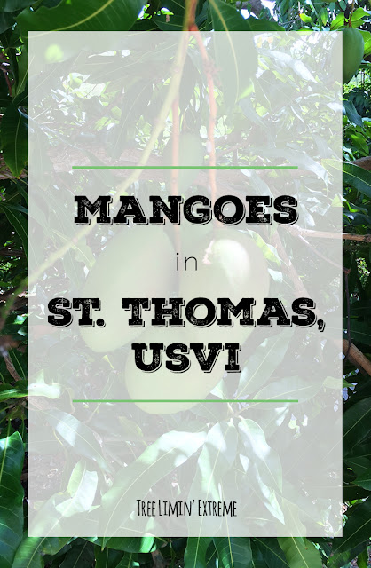 mangoes in st. thomas
