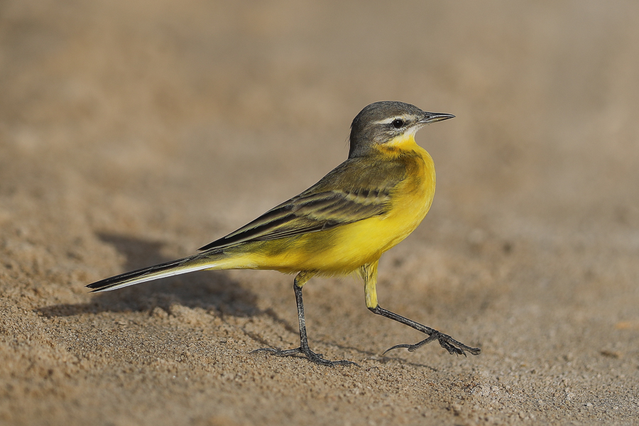 Flava Yellow Wagtail - Jubail Yellow Wagtail flava