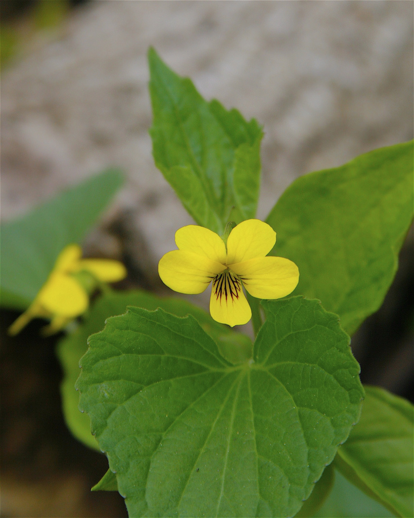 Mid Atlantic Nature: How to Identify the Yellow Violets of the Mid