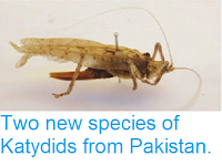 https://sciencythoughts.blogspot.com/2015/01/two-new-species-of-katydids-from.html