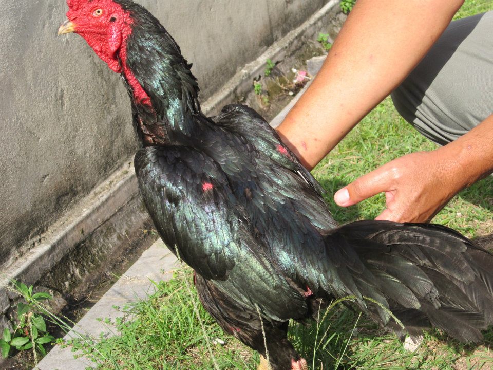 Ayam Sabong Malaya