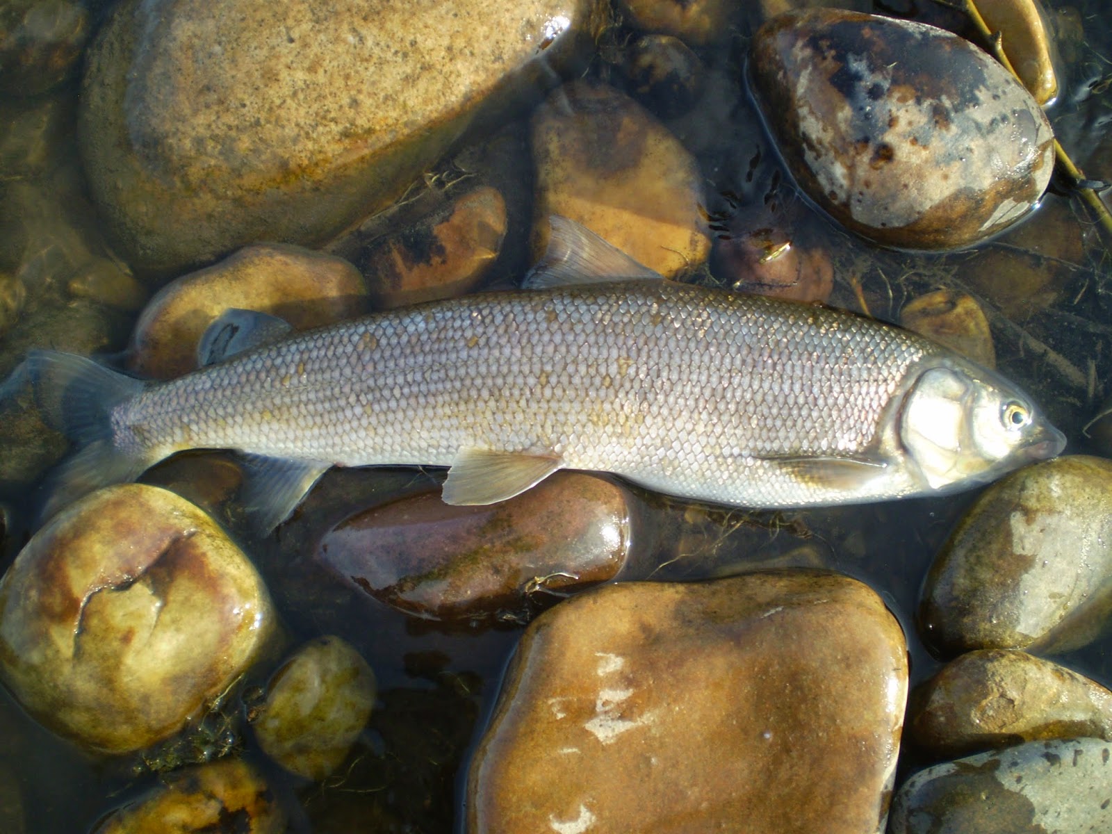 Fly Fishing the West with Howard: The White Fish King on the Middle ...
