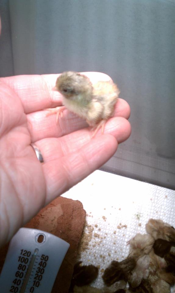 Meschelelai's Aviary Our Button Quail...