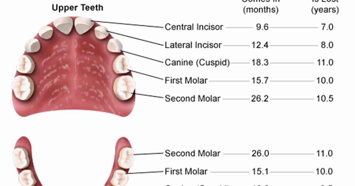 Все ли зубы молочные у детей меняются