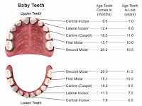 Baby Teeth Diagram Baby Teeth Diagram