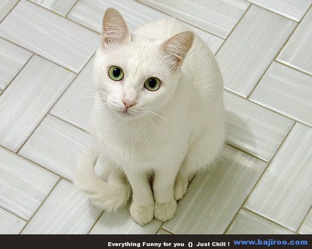 Gambar Foto Kucing Lucu Imut Anggora Persia Maine Coon 150