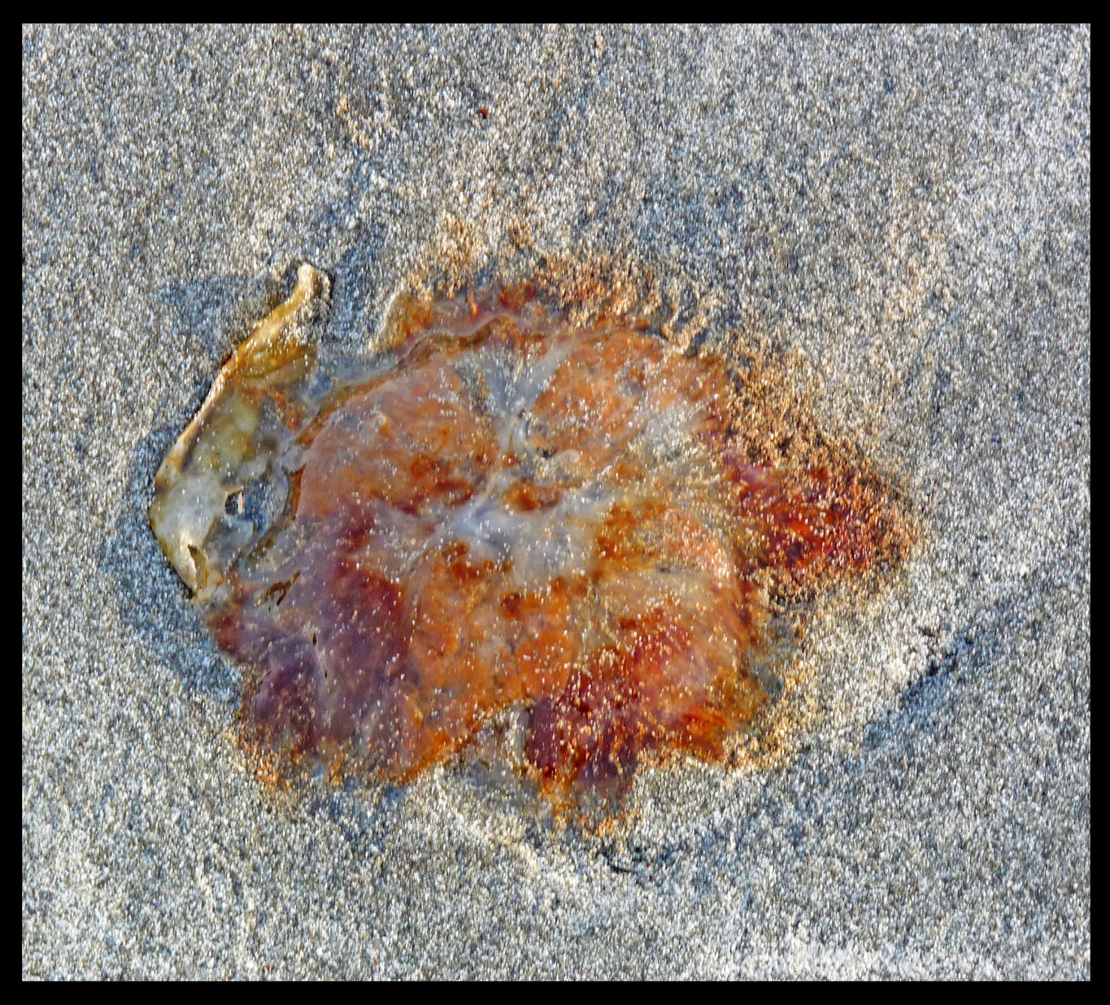 Wild and Wonderful Islands and Islets (5) An Inner Hebridean Odyssey