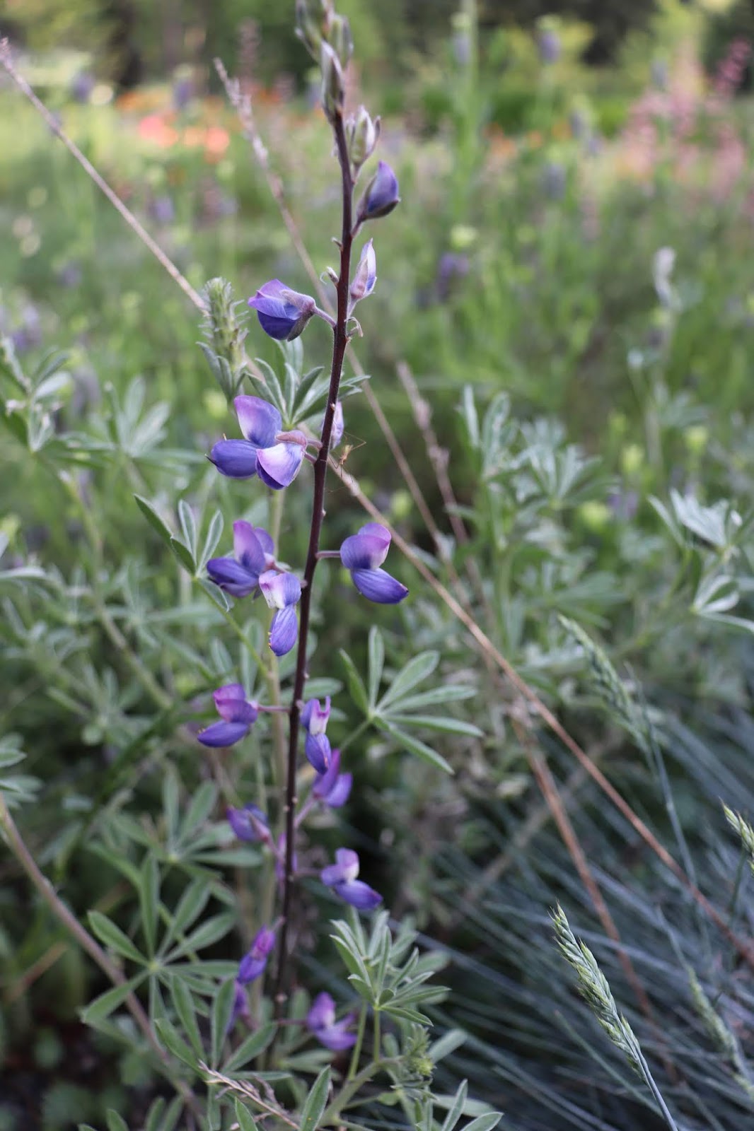 Native Oregon Purple Flowers / All About Oregon Wildflowers Travel