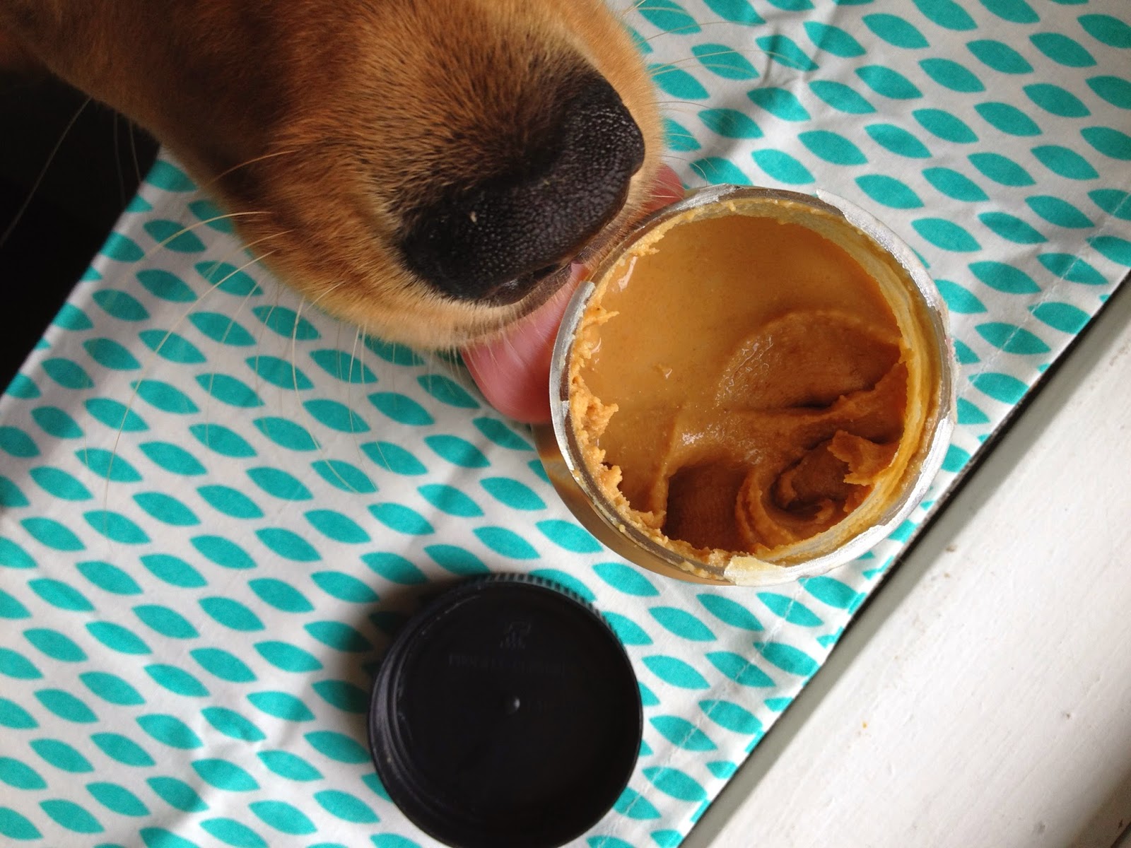 peanut-butter-cookie-dog-treats-stress-baking