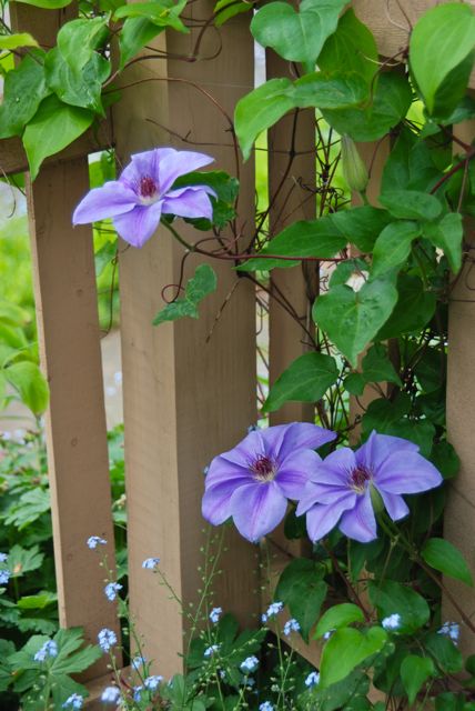 A view of my iconic blue Clematis. (See my header.)  I have long ago lost its name, of course. 