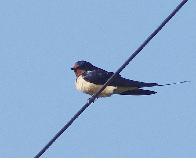 Birds of the Heath Hedgerows around the Heath