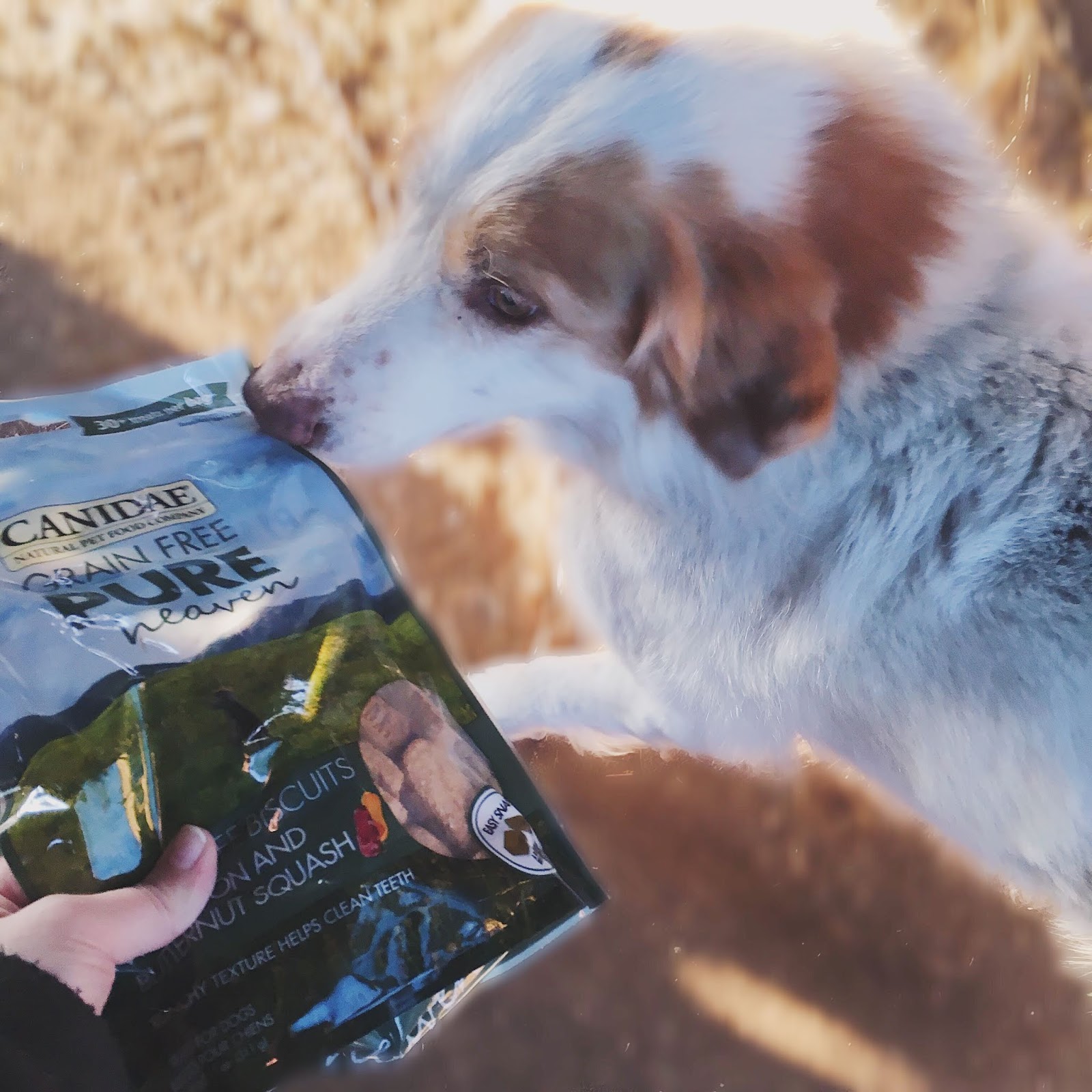 canidae grain free pure heaven biscuits