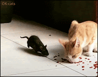 Amazing Cat GIF • Tom and Jerry having a snack together in the real life haha who is the boss