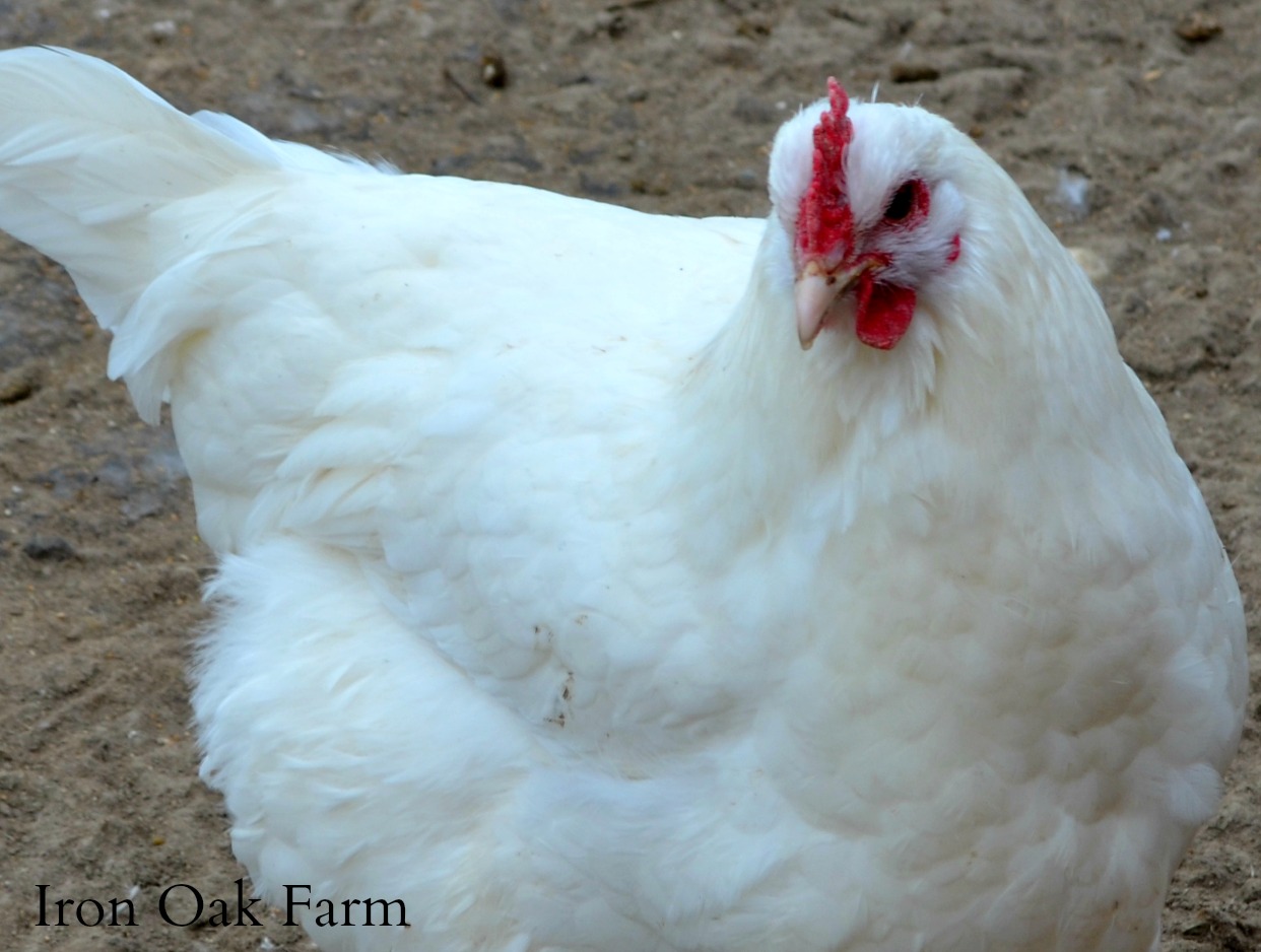 4 Reasons Why White Chickens Turn Yellow Community Chickens
