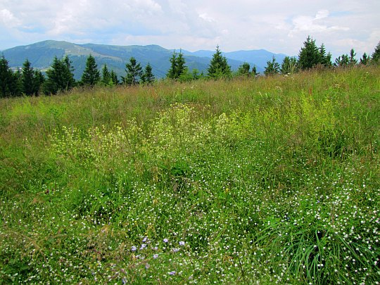 Kwieciste hale na Sedlo Hadlanka (1140 m n.p.m.). Kwieciste hale na Sedlo Hadlanka (1140 m n.p.m.).