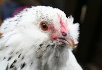 Bisnis budidaya ayam arab merupakan salah satu  Rincian Biaya Modal Usaha Ternak Ayam Arab dan Keuntungannya