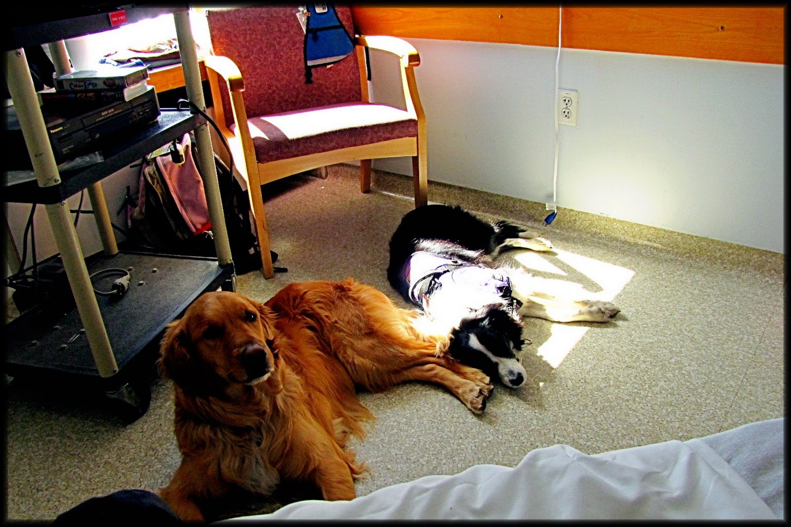 My Border Collie Rowena Trials Tribulations Of A Psychiatric 