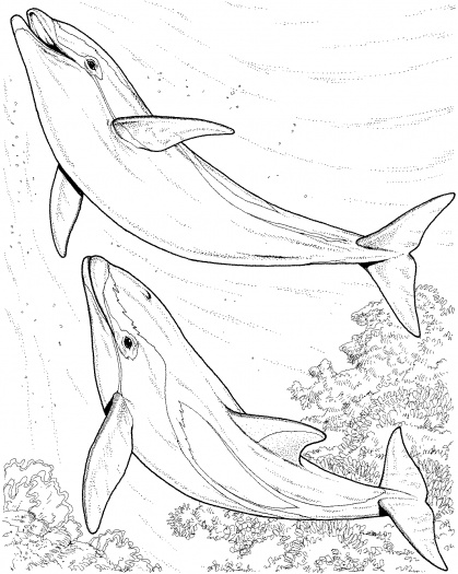 dolphin+coloring+pages+two-dolphin-coloring-page.gif title=