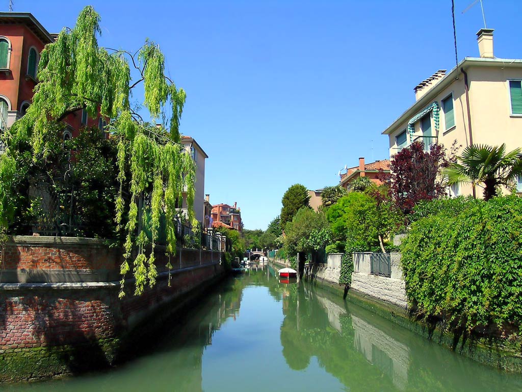 Деревья в венеции Деревья в венеции