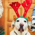 Μπορώ να ντύσω τον σκύλο με χριστουγεννιάτικη στολή; 